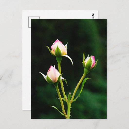 Een rozenknopbloem briefkaart (Voorkant / Achterkant)