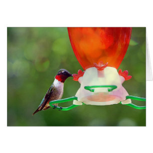 Een ruby Throated Hummingbird