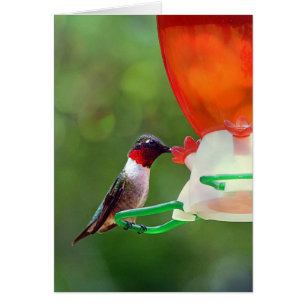 Een ruby Throated Hummingbird
