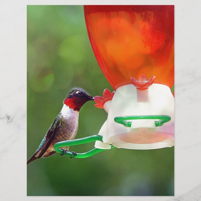 Een ruby Throated Hummingbird (Voorkant)