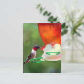 Een ruby Throated Hummingbird Briefkaart (Staand voorkant)