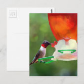 Een ruby Throated Hummingbird Briefkaart (Voorkant / Achterkant)
