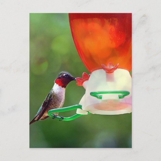 Een ruby Throated Hummingbird Briefkaart (Voorkant)