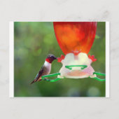 Een ruby Throated Hummingbird Briefkaart (Voorkant)