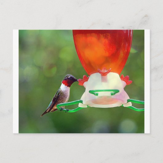Een ruby Throated Hummingbird Briefkaart (Voorkant)