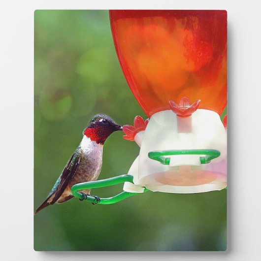 Een ruby Throated Hummingbird Fotoplaat (Voorkant)
