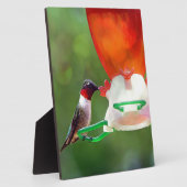 Een ruby Throated Hummingbird Fotoplaat (Zijkant)