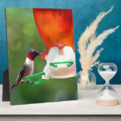 Een ruby Throated Hummingbird Fotoplaat (Zijkant)