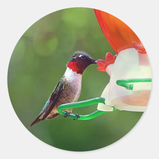 Een ruby Throated Hummingbird Ronde Sticker (Voorkant)