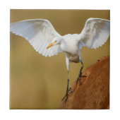 Een Rundvee (Bubulcus Ibis) daalt Tegeltje (Voorkant)