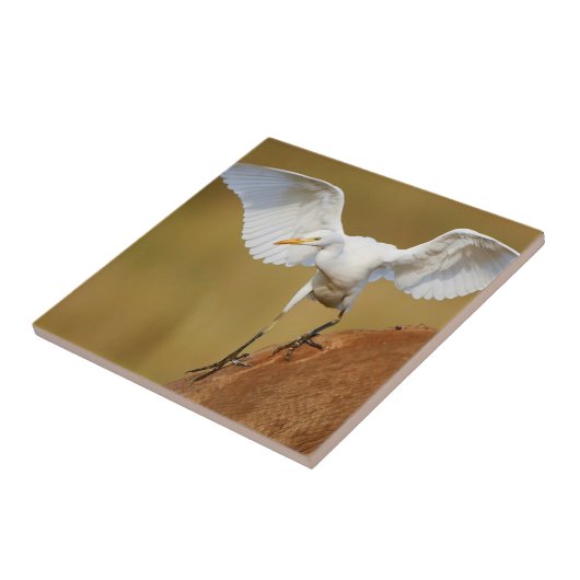 Een Rundvee (Bubulcus Ibis) daalt Tegeltje (Zijkant)