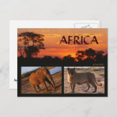 Een safari Briefkaart in Afrika (Voorkant / Achterkant)