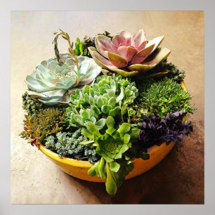 Een salad Bowl van Succulenten Poster