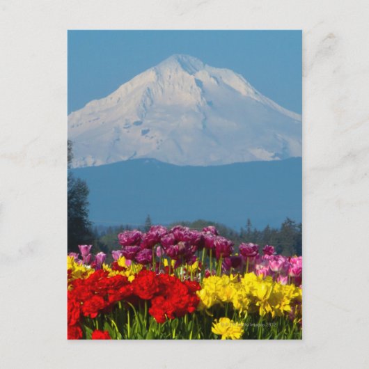 een samengeperst uitzicht van Mt Hood, Oregon en t Briefkaart (Voorkant)
