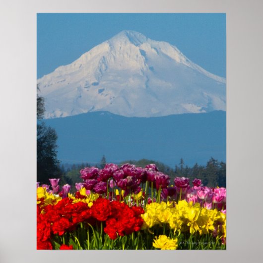 een samengeperst uitzicht van Mt Hood, Oregon en t Poster (Voorkant)