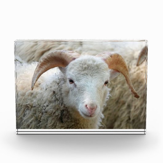 Een schaap met horens fotoblokken (Voorkant)