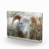 Een schaap met horens fotoblokken (Rechts)
