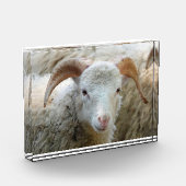 Een schaap met horens fotoblokken (Links)