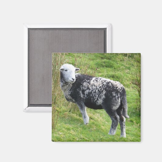 Een schaap op Dartmoor Magneet (Voorkant / Achterkant)