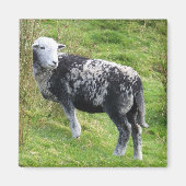 Een schaap op Dartmoor Magneet (Voorkant)