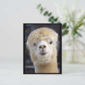 Een schattig gezicht van een alpiaca briefkaart (Staand voorkant)