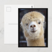 Een schattig gezicht van een alpiaca briefkaart (Voorkant / Achterkant)