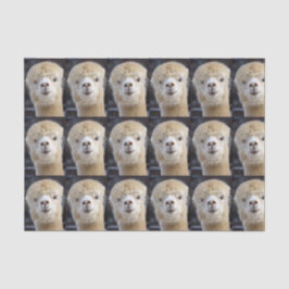 Een schattig gezicht van een alpiaca tissuepapier