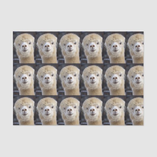 Een schattig gezicht van een alpiaca tissuepapier (Voorkant)