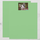 Een schattig katje met groene ogen (Voorkant / Achterkant)