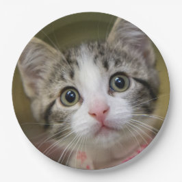 Een schattig katje met groene ogen papieren bordje