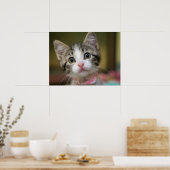 Een schattig katje met groene ogen poster (Keuken)