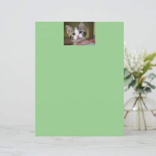 Een schattig kitten met groene ogen (Staand voorkant)