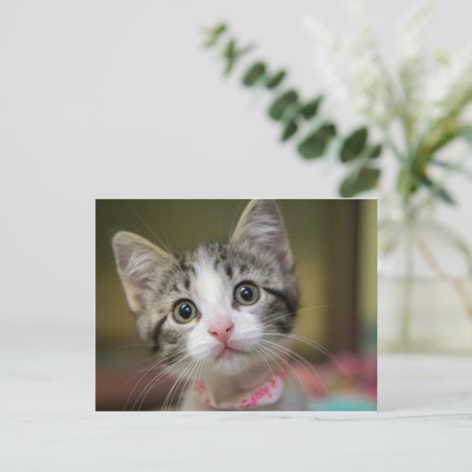 Een schattig kitten met groene ogen briefkaart (Staand voorkant)
