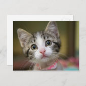 Een schattig kitten met groene ogen briefkaart (Voorkant / Achterkant)