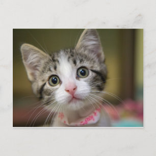 Een schattig kitten met groene ogen briefkaart