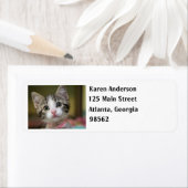 Een schattig kitten met groene ogen etiket (Insitu)