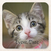 Een schattig kitten met groene ogen