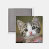 Een schattig kitten met groene ogen magneet (Voorkant / Achterkant)