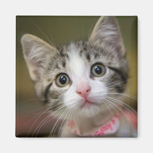 Een schattig kitten met groene ogen magneet (Voorkant)