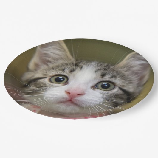 Een schattig kitten met groene ogen papieren bordje (Gekanteld)