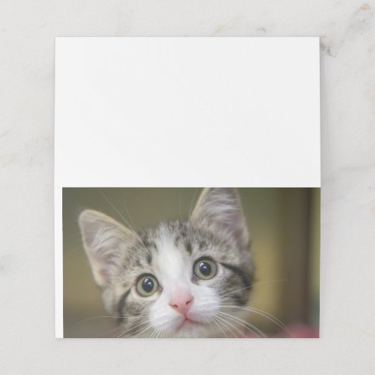 Een schattig kitten met groene ogen plaatskaartje (Buitenkant ongevouwen)