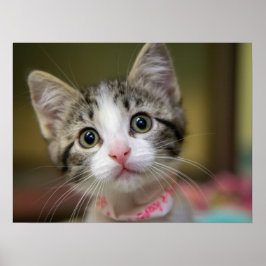 Een schattig kitten met groene ogen poster