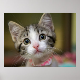 Een schattig kitten met groene ogen poster