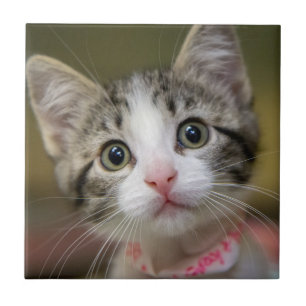 Een schattig kitten met groene ogen tegeltje
