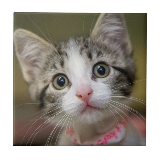 Een schattig kitten met groene ogen tegeltje (Voorkant)