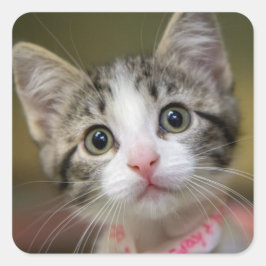 Een schattig kitten met groene ogen vierkante sticker