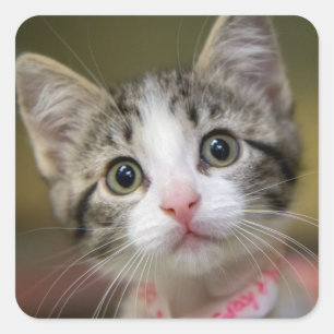 Een schattig kitten met groene ogen vierkante sticker