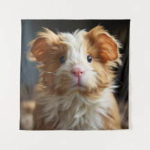 Een schattig krullend Texels cavia met zacht bont