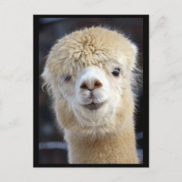 Een schattig pluizig gezicht van een alpaca briefkaart