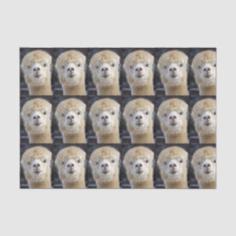 Een schattig pluizig gezicht van een alpaca        tissuepapier